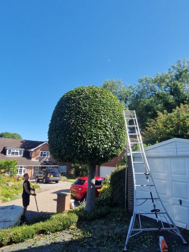 Conifer reduction and shaping, hedge cutting, hedge maintenance, and hedge planting. Tree felling, dead wooding, pollarding, tree pruning.