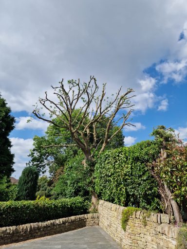 Tree felling, dead wooding, pollarding, tree pruning, crown thinning, crown reduction, canopy lifting, conifer reduction and shaping.