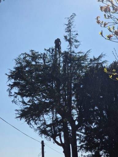 Tree felling, dead wooding, pollarding, tree pruning, crown thinning and crown reduction, canopy lifting, conifer reduction and shaping.