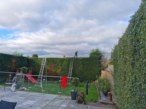 Conifer reduction and shaping, hedge cutting, hedge maintenance, and hedge planting. Tree felling, dead wooding, pollarding, tree pruning.