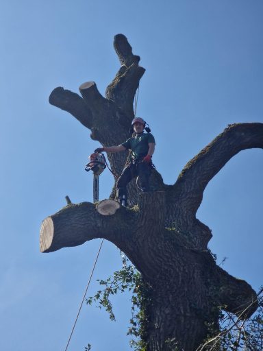 Emergency tree work, storm damage response,  tree felling, dead wooding, pollarding, pruning, crown thinning and reduction, canopy lifting.