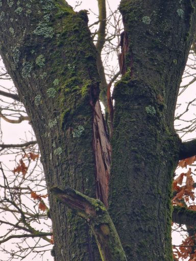 Emergency tree work, storm damage response, site clearance, tree felling, dead wooding, pollarding, pruning, crown thinning, reduction.