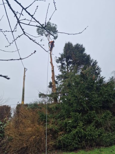 Emergency tree work, storm damage response,  tree felling, dead wooding, pollarding, pruning, crown thinning and reduction, canopy lifting.